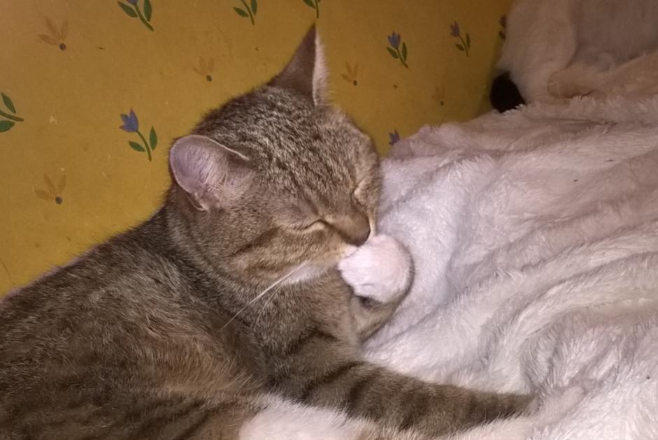 Vermisstmeldung Katze  Weiblich , 9 jahre Steenwerck Frankreich