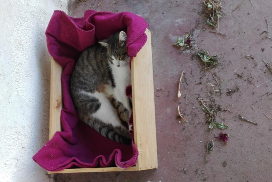 Vermisstmeldung Katze  Männliche , 9 jahre Vertou Frankreich