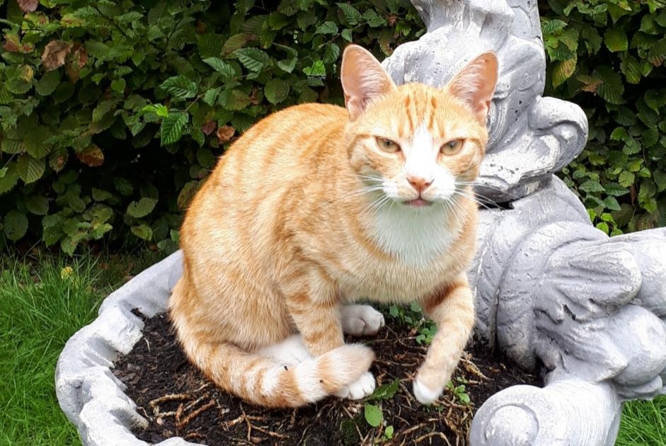 Vermisstmeldung Katze Männliche , 8 jahre Rue Belgien