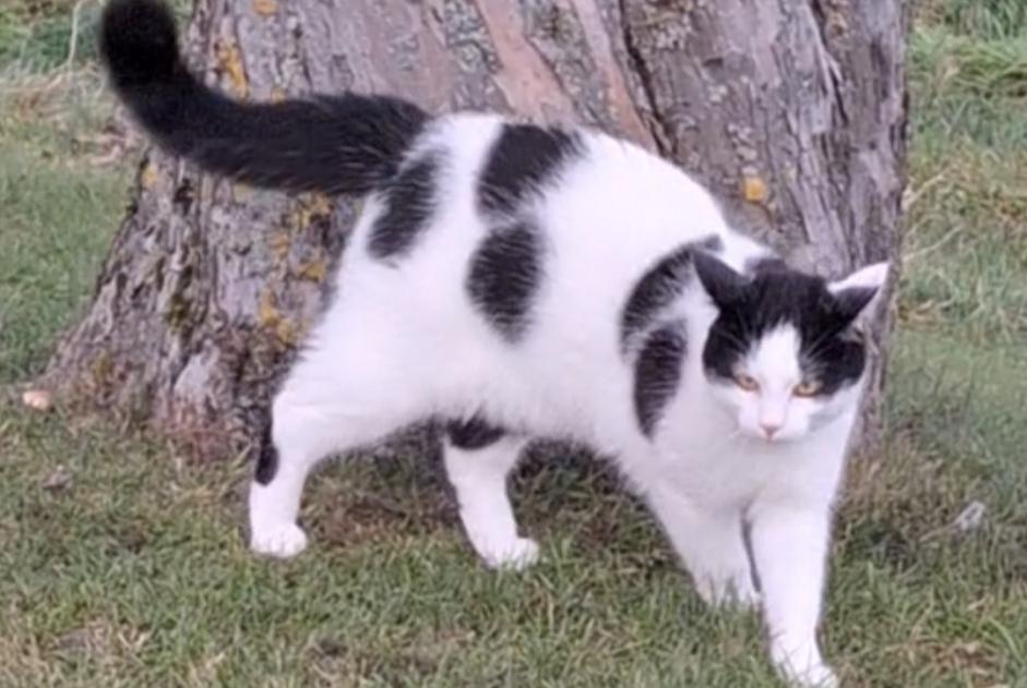 Vermisstmeldung Katze Männliche , 1 jahre Treytorrens (Payerne) Schweiz