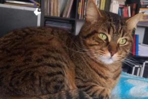 Vermisstmeldung Katze  Männliche , 5 jahre Hasparren Frankreich