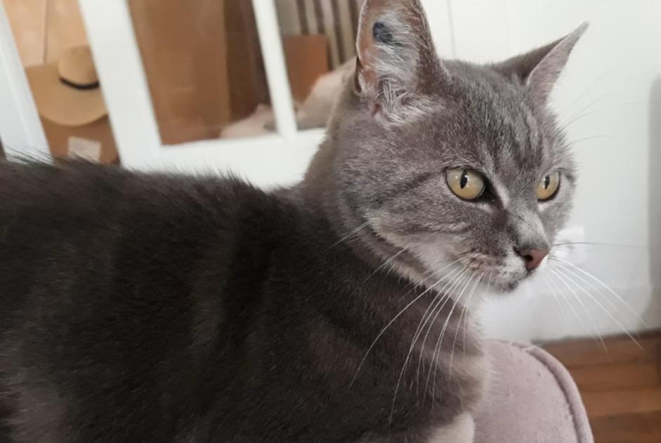 Vermisstmeldung Katze Weiblich , 17 jahre Limoges Frankreich