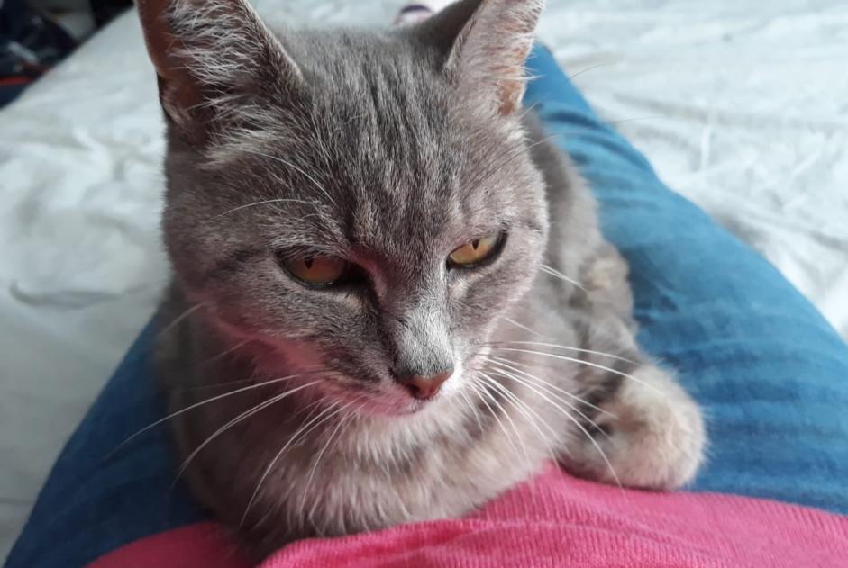 Vermisstmeldung Katze Weiblich , 17 jahre Limoges Frankreich