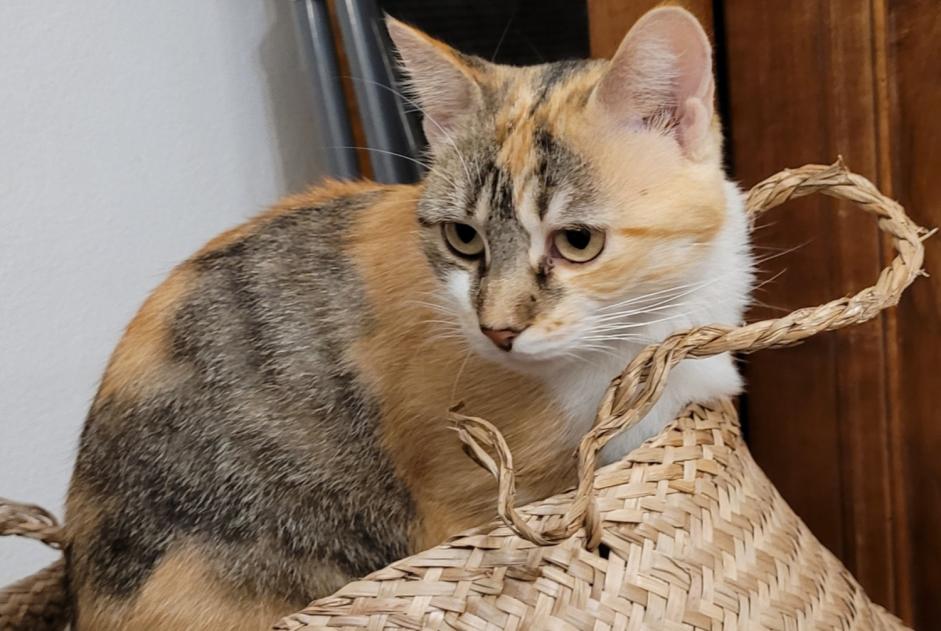 Vermisstmeldung Katze  Weiblich , 2 jahre Saverdun Frankreich