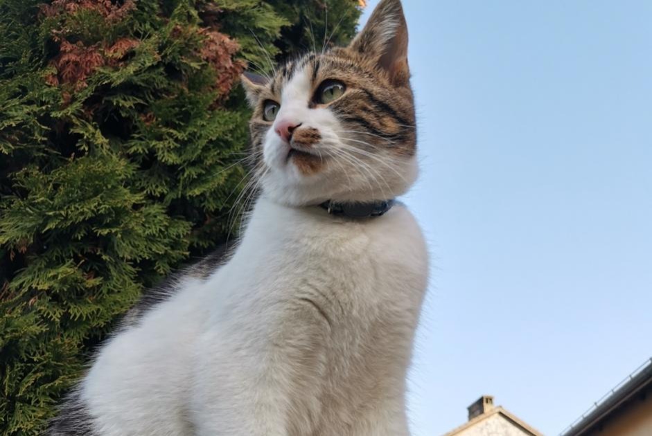 Vermisstmeldung Katze Männliche , 5 jahre La Rippe Schweiz