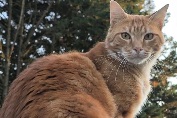 Vermisstmeldung Katze Männliche , 4 jahre Fontenay-sur-Loing Frankreich