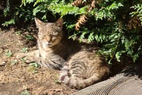 Fundmeldung Katze Weiblich Bondy Frankreich