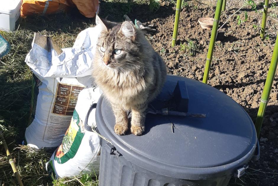 Vermisstmeldung Katze rassenmischung Männliche , 3 jahre Theys Frankreich