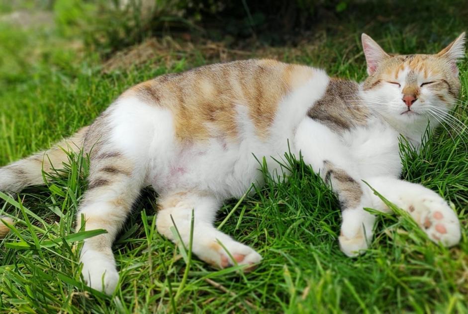 Vermisstmeldung Katze  Weiblich , 3 jahre Nonette-Orsonnette Frankreich