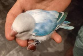 Fundmeldung Vogel Unbekannt Sierre Schweiz