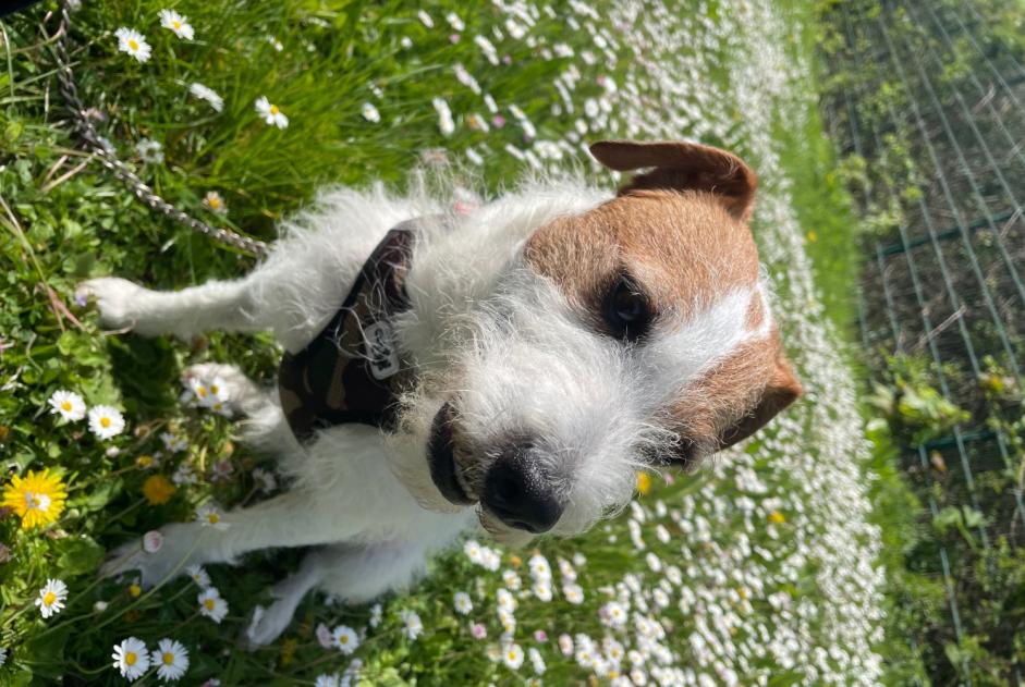 Vermisstmeldung Hund  Männliche , 8 jahre Noisiel Frankreich