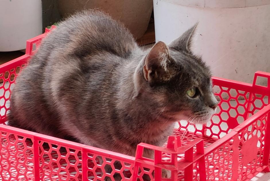 Vermisstmeldung Katze Weiblich , 15 jahre Le Fenouiller Frankreich