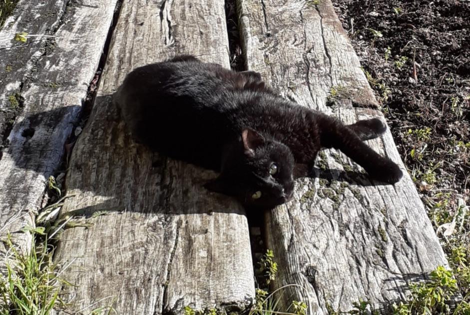 Vermisstmeldung Katze  Männliche , 13 jahre Puylaroque Frankreich