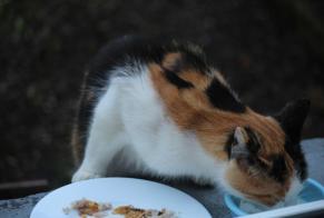 Fundmeldung Katze Unbekannt , 3 Jahre Creutzwald Frankreich