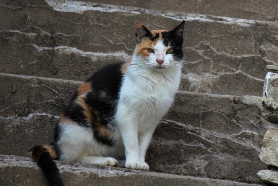 Fundmeldung Katze Unbekannt , 3 Jahre Creutzwald Frankreich