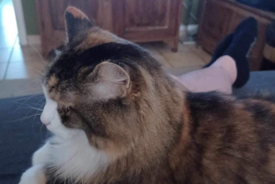 Vermisstmeldung Katze rassenmischung Weiblich , 9 jahre Ans Belgien