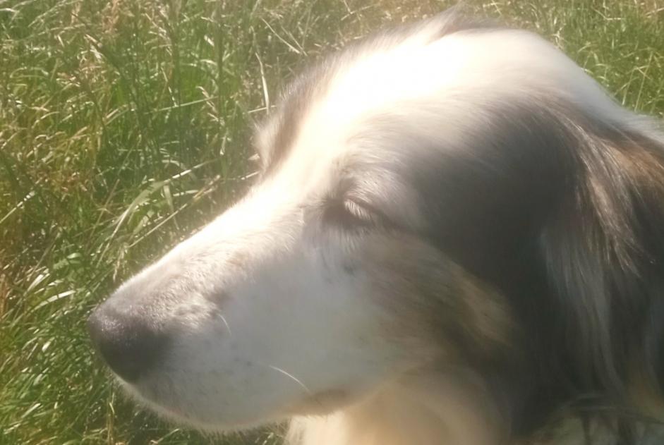 Vermisstmeldung Hund rassenmischung Weiblich , 12 jahre Bourdeilles Frankreich