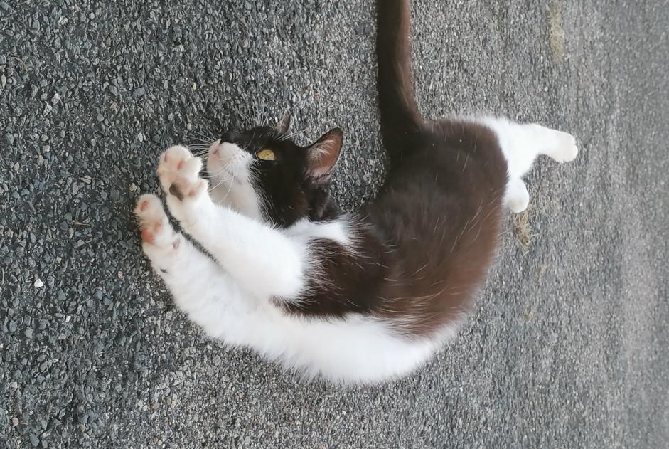 Fundmeldung Katze Weiblich , 1 Jahr La Chapelle-Saint-Mesmin Frankreich