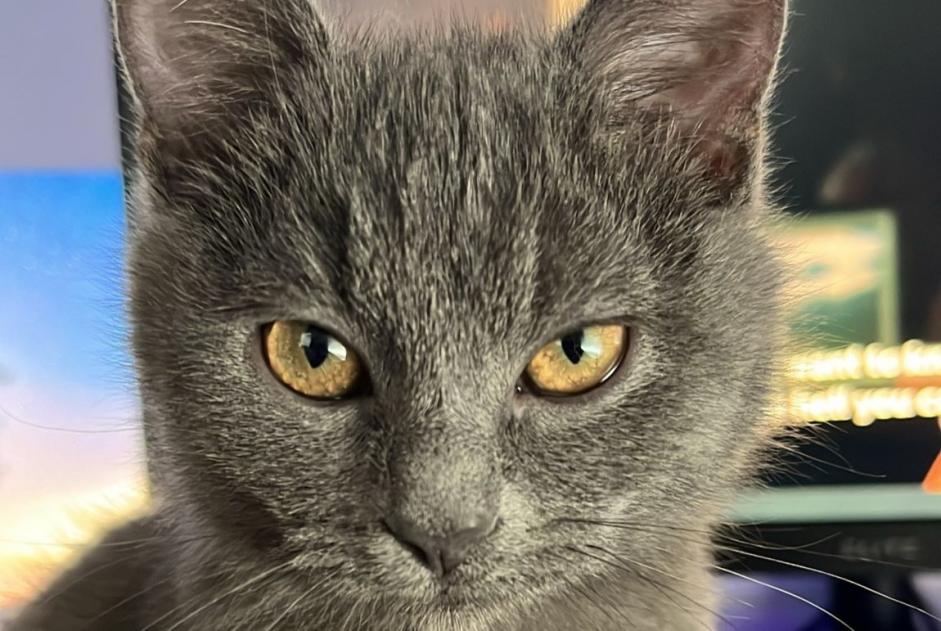 Vermisstmeldung Katze rassenmischung Weiblich , 2 jahre Edingen Belgien