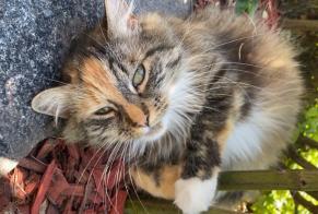 Vermisstmeldung Katze rassenmischung Weiblich , 9 jahre Blonay - Saint-Légier Schweiz