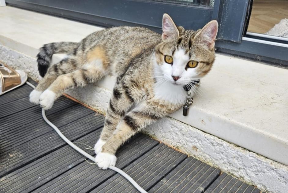 Vermisstmeldung Katze  Weiblich , 1 jahre Brens Frankreich