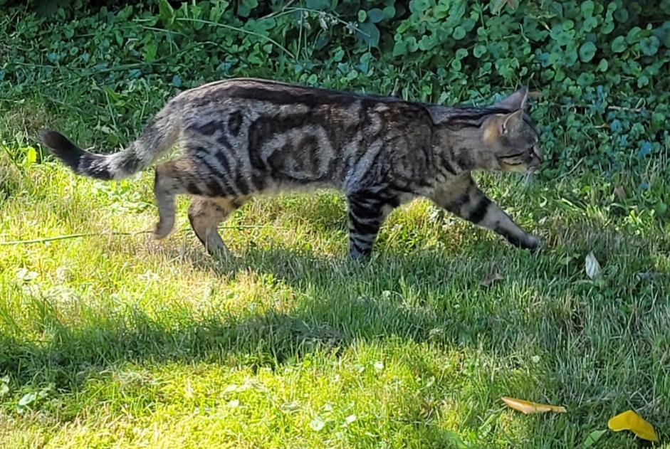 Vermisstmeldung Katze rassenmischung Männliche , 2 jahre Ottignies-Louvain-la-Neuve Belgien