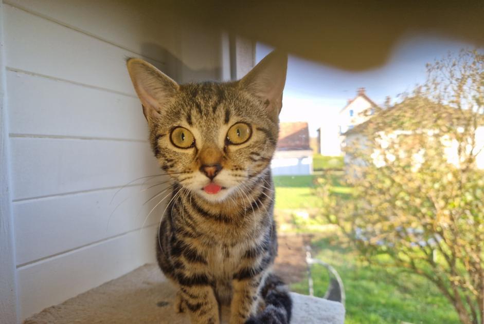 Vermisstmeldung Katze rassenmischung Weiblich , 0 jahre Badevel Frankreich