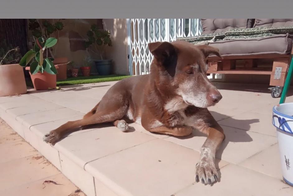 Vermisstmeldung Hund rassenmischung Männliche , 9 jahre Collbató Spanien