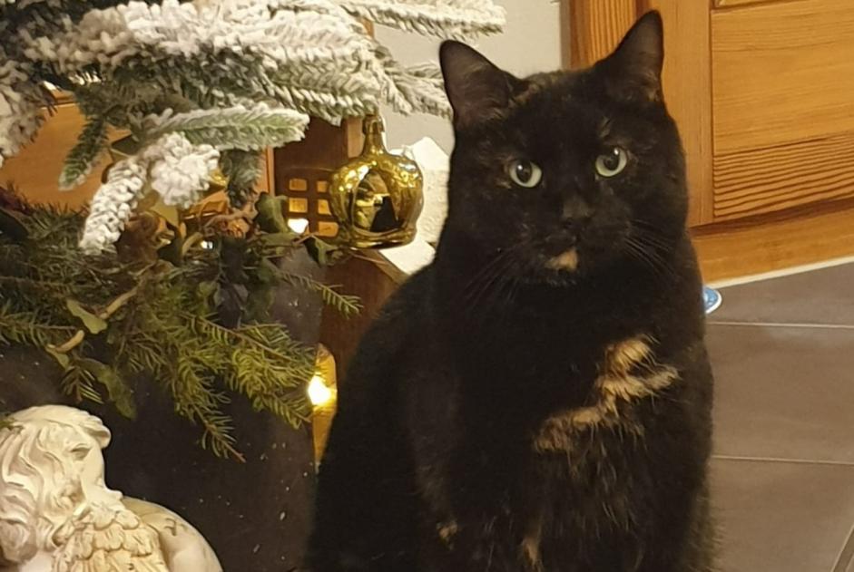 Vermisstmeldung Katze Weiblich , 7 jahre Broc Schweiz