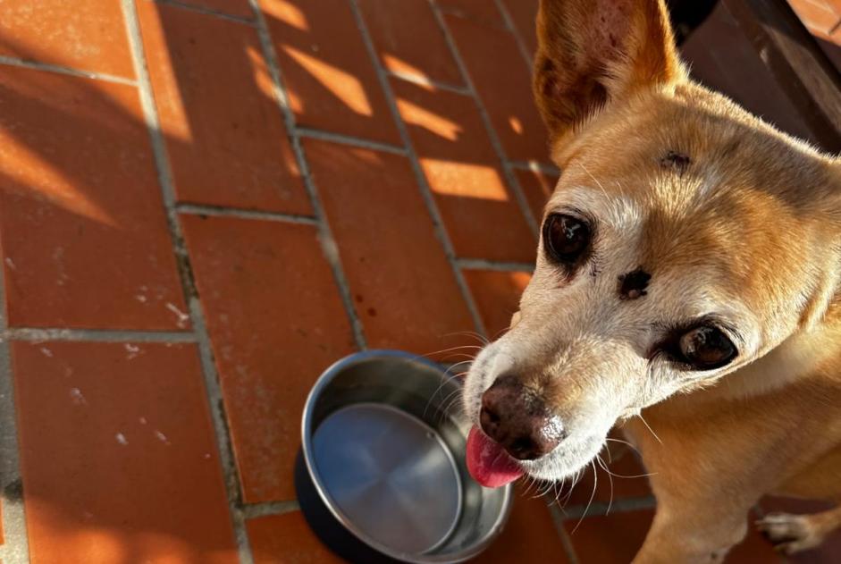 Fundmeldung Hund rassenmischung Männliche Can Furnet Spanien