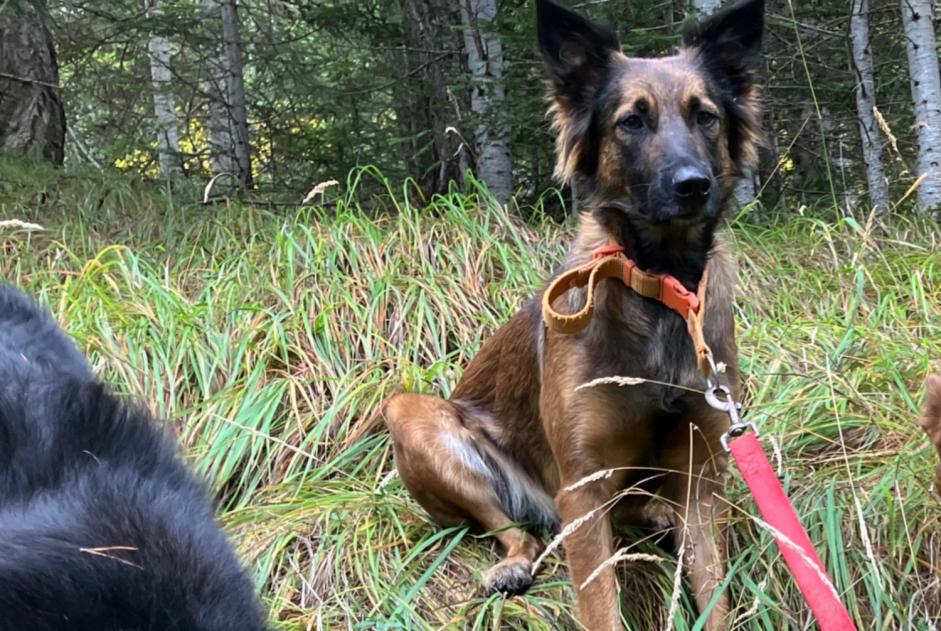 Vermisstmeldung Hund rassenmischung Weiblich , 3 jahre Châteauroux-les-Alpes Frankreich