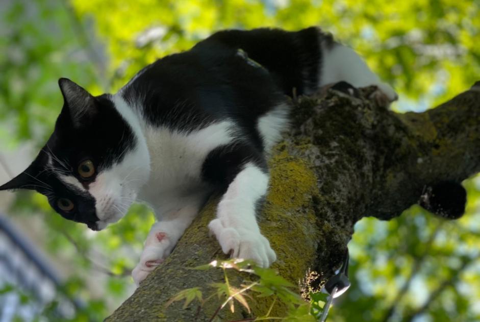 Vermisstmeldung Katze rassenmischung Weiblich , 2 jahre Loano Italien