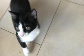 Vermisstmeldung Katze Weiblich , 1 jahre Ans Belgien