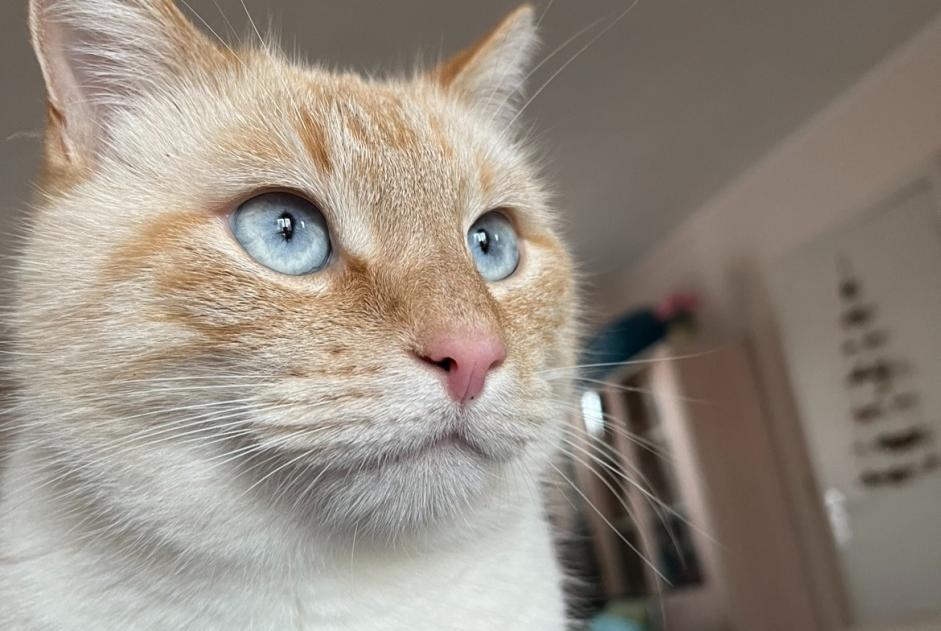 Vermisstmeldung Katze  Männliche , 3 jahre Honnelles Belgien