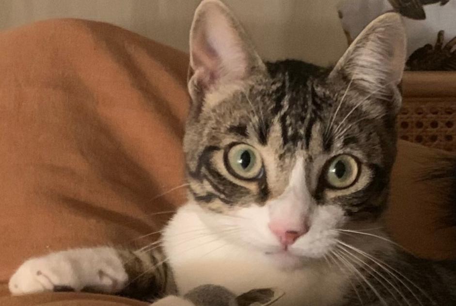 Vermisstmeldung Katze Männliche , 1 jahre Santo Estevão Portugal