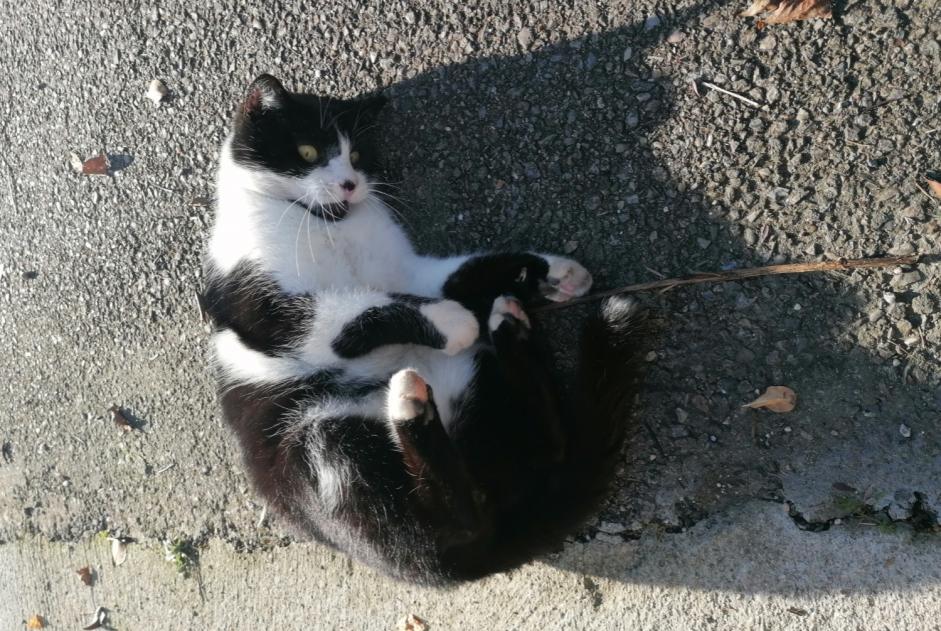 Vermisstmeldung Katze Männliche , 9 jahre Villeurbanne Frankreich