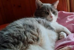 Vermisstmeldung Katze rassenmischung Männliche , 9 jahre Champéry Schweiz