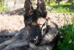 Vermisstmeldung Hund  Männliche , 1 jahre Alhaurín el Grande Spanien