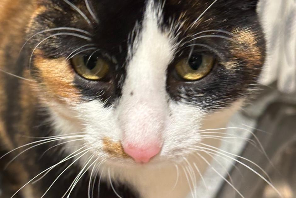 Vermisstmeldung Katze  Weiblich , 4 jahre Ëlwen Luxemburg