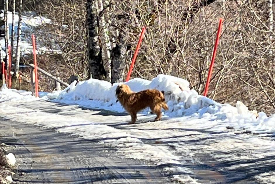 Fundmeldung Hund Unbekannt Arbaz Schweiz