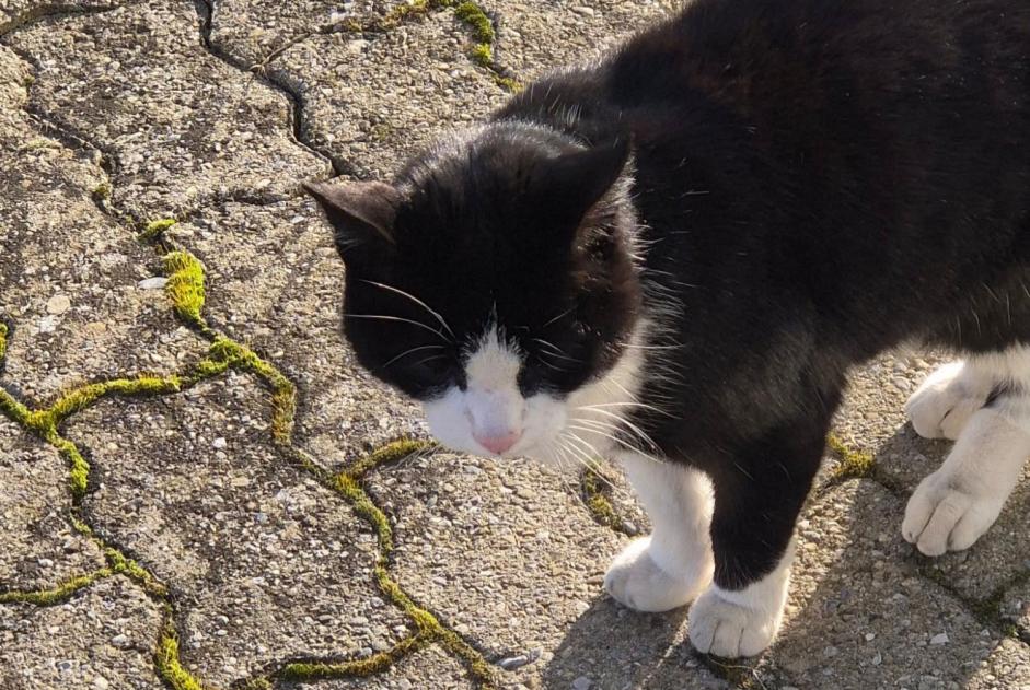 Fundmeldung Katze Unbekannt Yverdon-les-Bains Schweiz