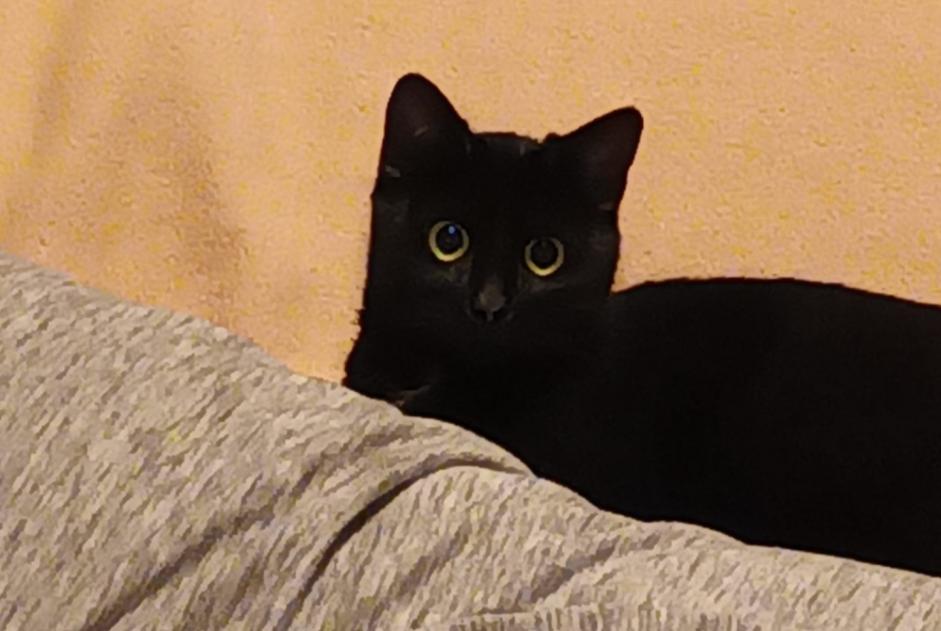 Vermisstmeldung Katze Weiblich , 2 jahre Dronten Niederlande