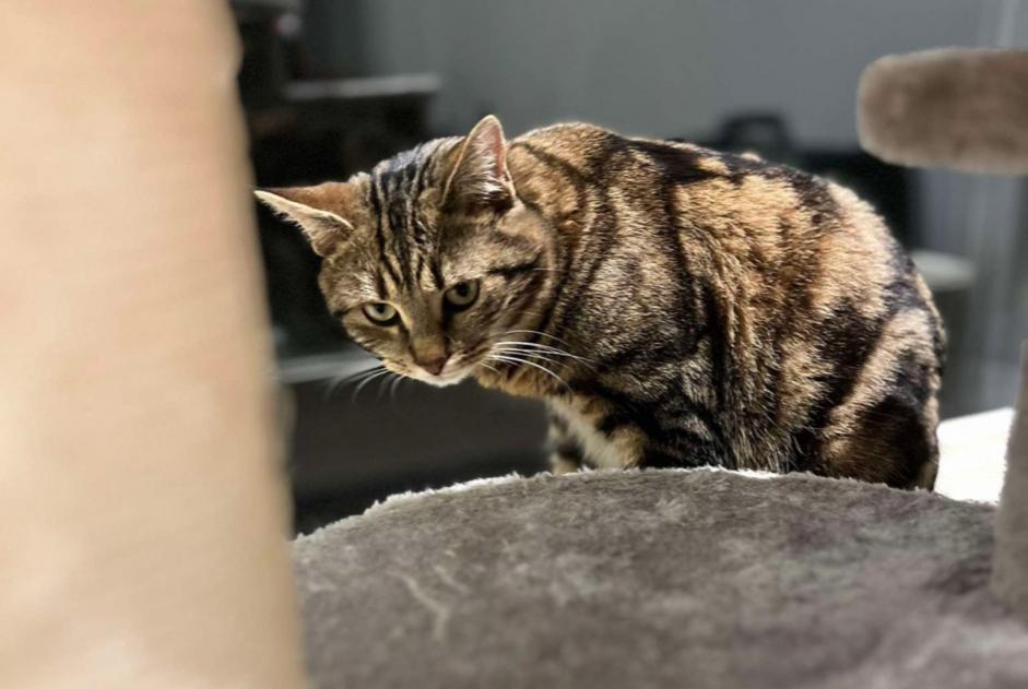 Vermisstmeldung Katze  Männliche , 1 jahre Buggenhout Belgien