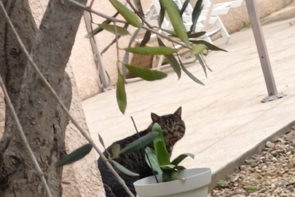 Fundmeldung Katze Unbekannt Narbonne Frankreich