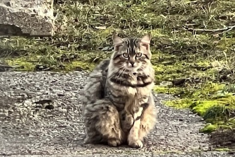 Fundmeldung Katze Unbekannt , 2 Jahre Genève Schweiz