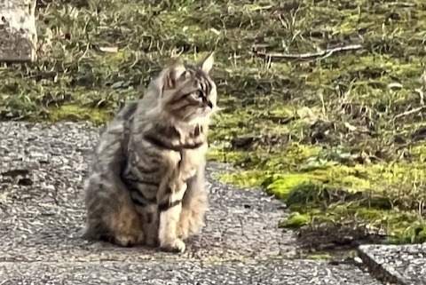 Fundmeldung Katze Unbekannt , 2 Jahre Genève Schweiz