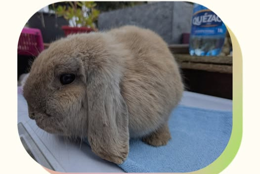 Fundmeldung Hase Unbekannt La Crau Frankreich