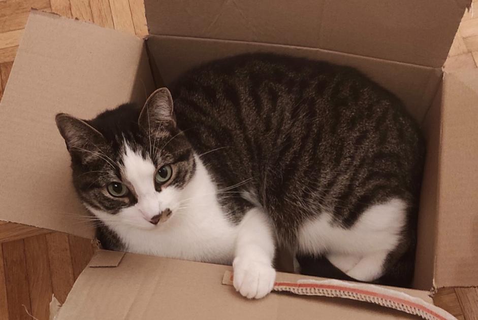 Vermisstmeldung Katze Männliche , 9 jahre Avenches Schweiz