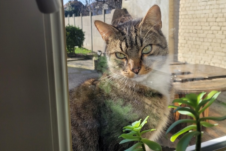 Fundmeldung Katze rassenmischung Weiblich Wingles Frankreich