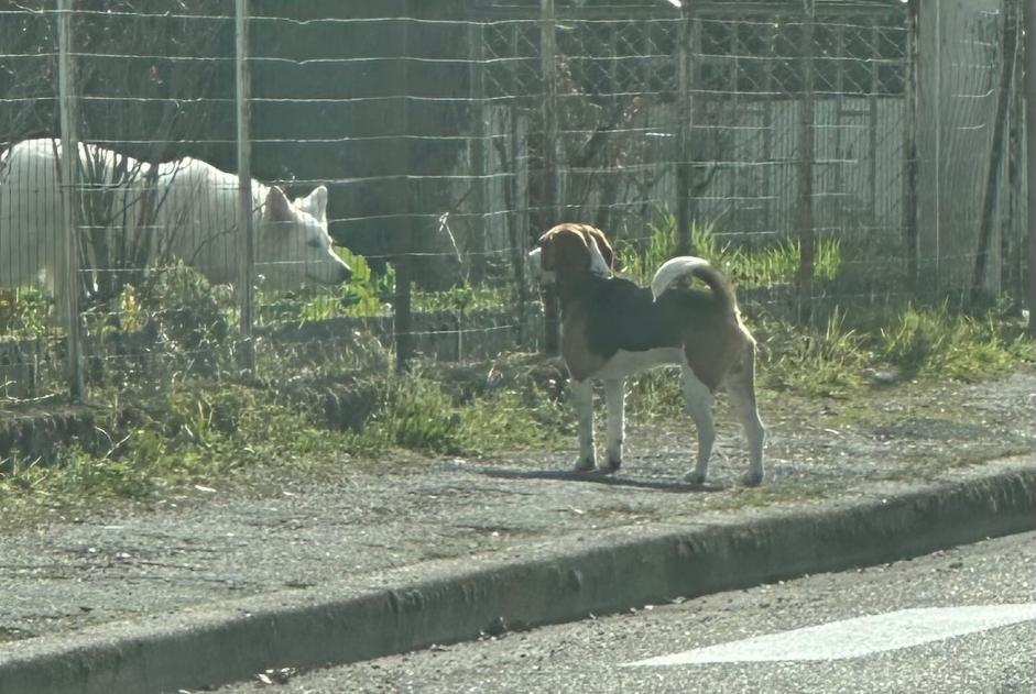 Fundmeldung Hund  Unbekannt Bergerac Frankreich